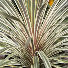 Cordyline 'Torbay dazzler'